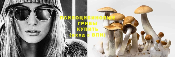 прущие грибы Алексеевка